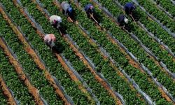 Çiftçilere 251,3 milyon lira destek ödemesi bugün yapılacak