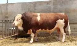 Kurban pazarının şampiyonu rekor fiyata satıldı