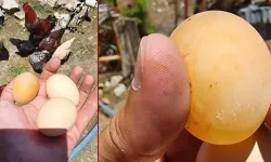 Sürpriz yumurta! Gören gözlerine inanamadı