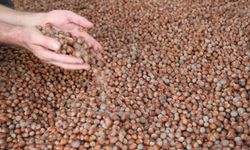 Tescilli Giresun tombul fındığında yeni dikim uygulamaları verimi artırdı