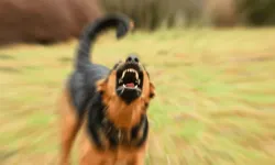 İstanbul Yıldız Teknik Üniversitesi kampüsünde öğrenciye başıboş köpekler saldırdı