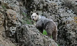 Tunceli'de ayının saldırdığı vatandaşı köpekler kurtardı