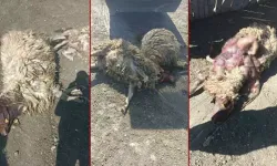 Burdur'da korkunç manzara: 12 hayvan telef oldu, 20'si yaralı!