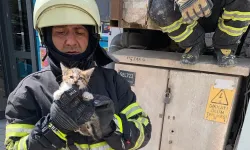Hatay'da kedi kurtarma operasyonu