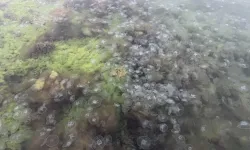 Karadeniz'de denizanası sayısında artış gözlendi