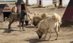 Sivas'ta kurt popülasyonundaki artış Kangal köpeğine talebi arttırdı