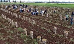 Adana’da patates hasadı başladı