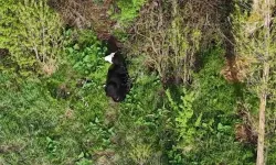 "Kezban teyze"nin kaybolan düvesi dron sayesinde bulundu
