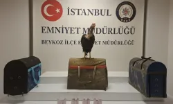 İstanbul'da horoz dövüşü yaptıranlara ceza yağdı