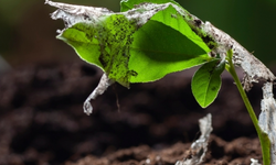 Sağlık krizi tabağımızda! Gıdalardaki mikroplastik tehdidi