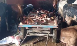 Adana'da 2,5 ton at eti ele geçirildi