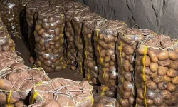 Yurt dışından gelen 2 bin tondan fazla patates virüslü çıktı