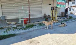 Adana'da sokak köpekleri dehşet saçıyor