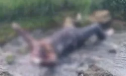 Denizli'de cezaevi firarisi derede ölü bulundu