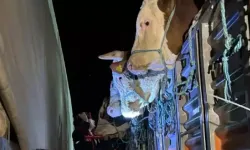 İstanbul'a kurbanlık hayvan girişleri başladı