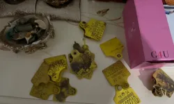 Ağrı'da usulsüz hayvan sevk belgesi operasyonu: 9 gözaltı