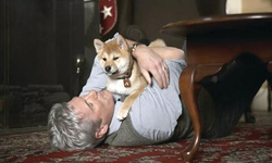 Sinemanın en sadık yıldızları: Köpekler! İşte izlemeniz gerekenler…