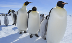 Penguen dışkısı Antarktika’yı kurtarabilir