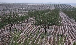 Şanlıurfa'da dolu: Tarım arazileri zarar gördü