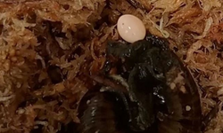 Böyle üreme görülmedi! Salyangozun boyun mucizesi