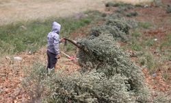 Filistinlilerin topraklarını gasbeden İsrailliler, Batı Şeria'da tarım arazisini yaktı