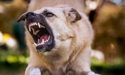 Kayseri'de sahipli köpek çocuğa saldırdı