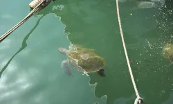 Mersin’de deniz kaplumbağaları, kolay besine alıştı