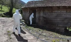 Ana vatanı Çin, Japonya, Tayvan! Çiftçinin belası Sakarya'da da görüldü