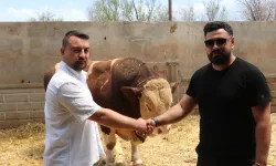 Kayseri'de şampiyon "Poyraz" 540 bin TL'den alıcı buldu