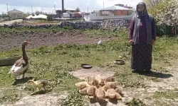 Kars'ta kaz, gram altınla yarışıyor! Şaşırtan fiyat...