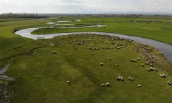 Kars'ta besiciler hayvanlarıyla beraber meralara çıktı