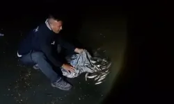 Bir ton inci kefali yakalandı