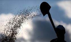 Tohumda AR-GE faaliyetlerine desteklerin yerliliği artırması bekleniyor