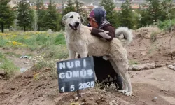 Ölen sahibinin mezarının başından ayrılmıyor