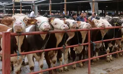 Emekli maaşıyla kurbanlık aldı, 3 gün sonra hayatının şokunu yaşadı