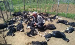 Ağıla giren kurtlar, 49 küçükbaşı öldürdü