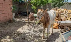3 aylıkken ahırdan kaçan buzağı 9 ay sonra yakalandı