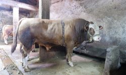 Tam 1 ton 200 kilo! Alıcısını buldu, fiyatı dudak uçuklattı