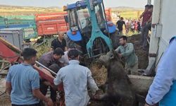 Bağını koparan boğa, foseptik çukuruna düştü