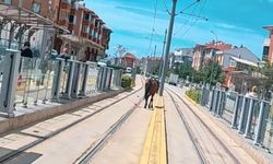 Eskişehir'de tramvay raylarında başıboş at şaşkınlığı