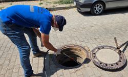 Şehri haşereler bastı, belediye harekete geçti