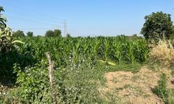 Tarlada çıkan kavgada akrabasını öldürdü
