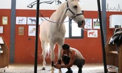 Gaziantep'te hobi olarak biniciliğe başlayan doktor lisanslı sporcu oldu