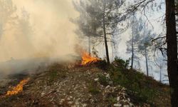 Balıkesir'de orman yangını