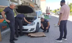 Anne kedi, yavruları kurtarılana kadar araç başında bekledi