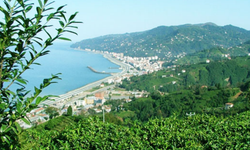Çayeli’nde nereye gidilir? Doğayla iç içe rotalar
