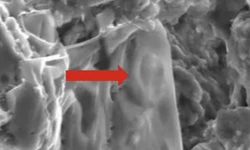 66 milyon yıllık sır! Dinozorlar kansere çare olabilir…