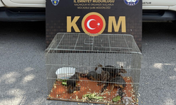 Sincabı satışa çıkaran kişi gözaltına alındı