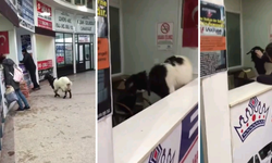 Otogara giren inatçı keçi, çekmeceden paraları alıp kaçtı