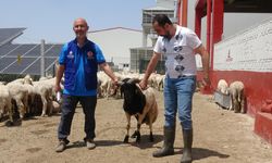 Cumhurbaşkanı Erdoğan'ın bağışladığı kurbanlık 2 koç, Konya'da kesildi